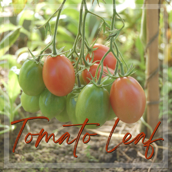 Scent of the Month | Tomato Leaf | June 2022